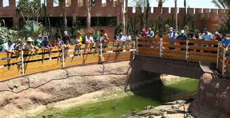 Agadir Crocodile Park Agadir Reserva De Entradas Y Tours GetYourGuide