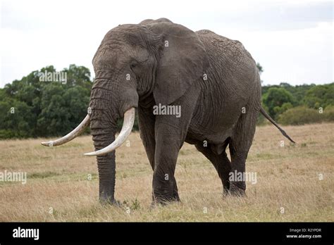 Single Large African Bull Elephant Loxodonta Africana Lewa Wildlife