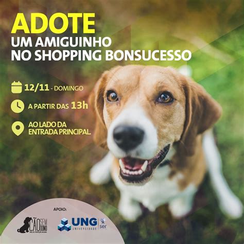 Feira de adoção em shopping de Guarulhos promove o encontro de cães