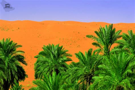 Media Gallery Flora Of Saudi Arabia