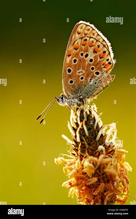 Common Blue (Lycaenidae Stock Photo - Alamy