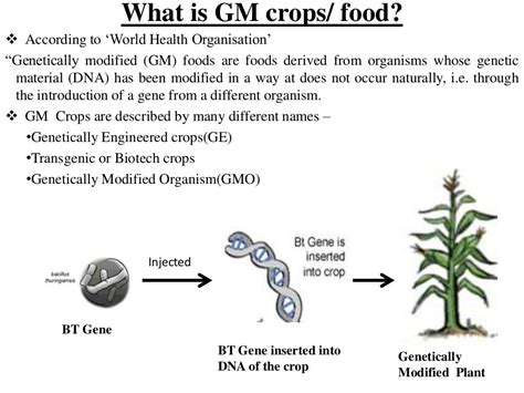 Genetically Modified Crops And Food Security Scientific Facts