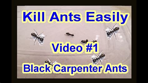 EASY DIY How To Get Rid Of Black Carpenter Ants Garden Termite Kinds