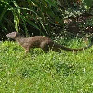 Slender Mongoose - Facts, Diet, Habitat & Pictures on Animalia.bio