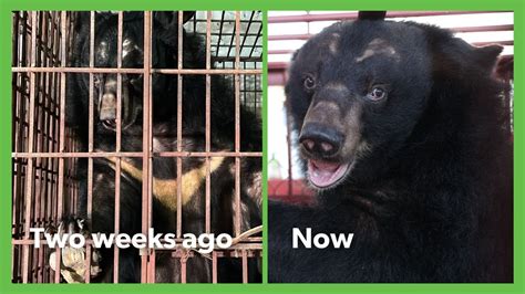 Rescued Bears Begin To Trust Carers After 20 Years On Bile Farm 😊