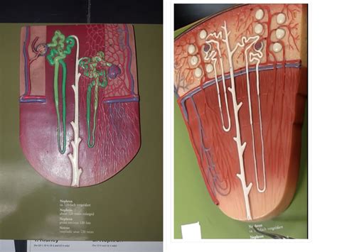 Nephron Models Diagram Quizlet