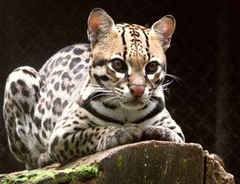 M Dica Veterin Ria Explica A Diferen A Entre Gato Bengal Gato Do Mato