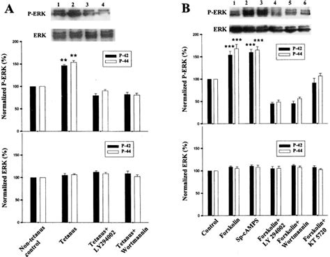 A Role For The Pi 3 Kinase Signaling Pathway In Fear Conditioning And