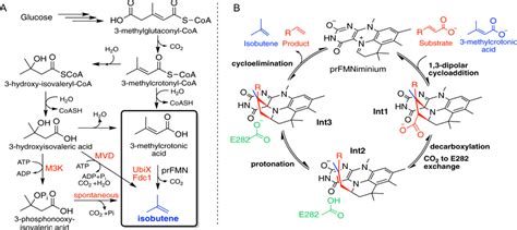 Isobutene Production Via The Modified Mevalonate Pathway Utilizing Fdc