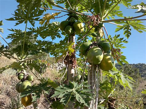 Diario De Un Campesino Papayas En Verano