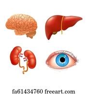 Free Art Print Of Realistic Human Internal Organs Anatomy Icon Set