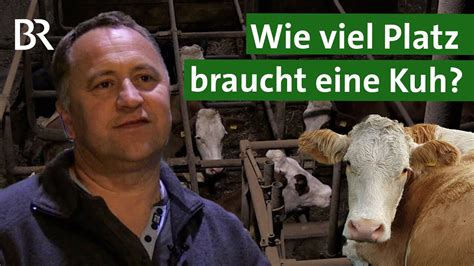 Mehr Tierwohl Wie viel Platz brauchen Kühe im Stall Tierschutz