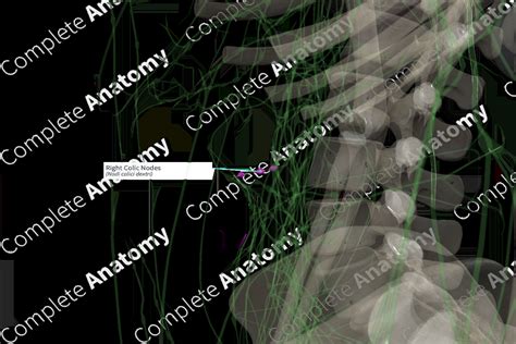 Right Colic Nodes | Complete Anatomy