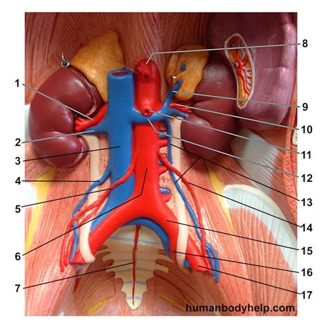 Abdominal Aorta Model Diagram Quizlet