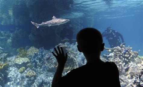 Baltimore's National Aquarium welcomes blacktip reef sharks into their ...