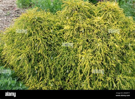 Chamaecyparis Pisifera Golden Mop Sawara Cypress Golden Cultivar