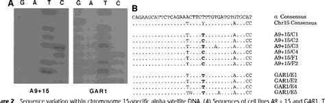 Figure 2 From Alpha Satellite DNA Variant Specific Oligoprobes