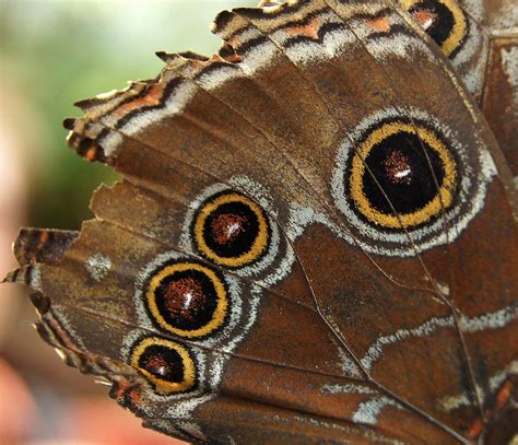 Butterflywingeyes1200 Eric Platt Flickr