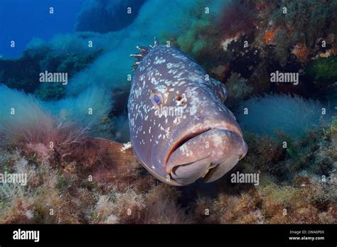 Portrait Of Dusky Grouper Epinephelus Marginatus Mycteroperca