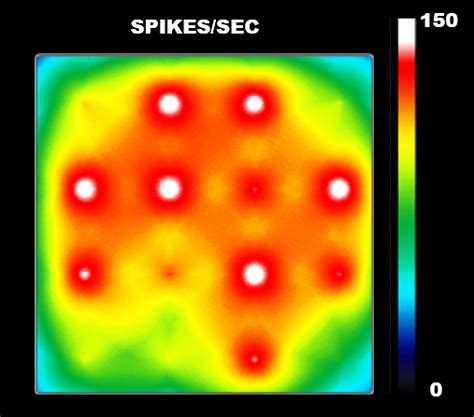 Cortical Gabaergic Neurons Specs — Brainxell