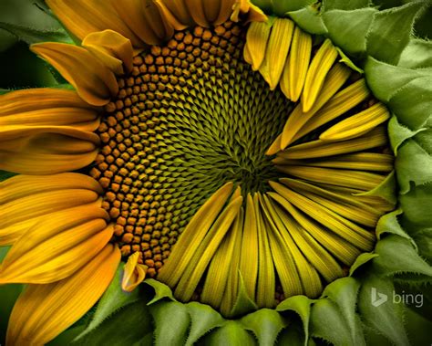 Sunflower Macro-Bing wallpaper Preview | 10wallpaper.com