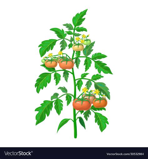 Tomato plant isolated on white Royalty Free Vector Image