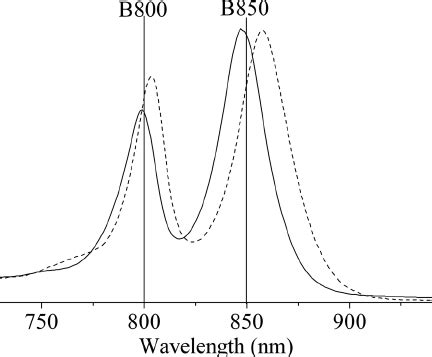 Absorption Spectra Of The Light Harvesting Complex From Rhodobacter