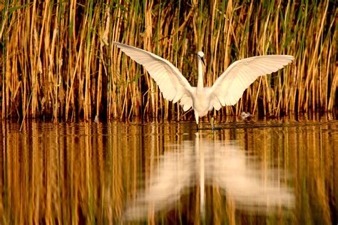 Oiseau Aigrette Plumes Photo Gratuite Sur Pixabay Pixabay