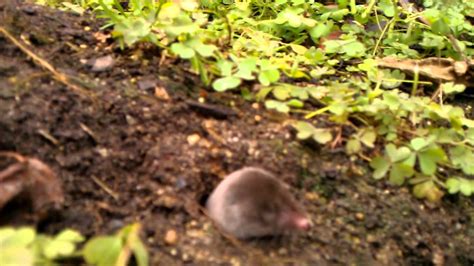 My Friend The Tiny Venomous Shrew Youtube