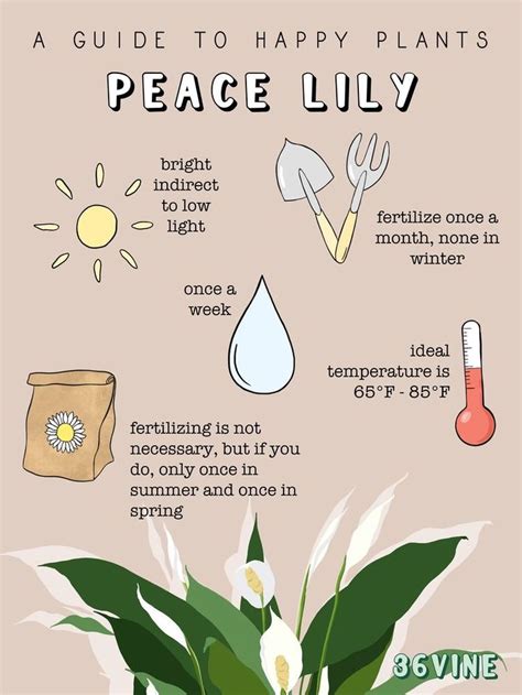 Pin By Leena Salama On Planning And Gardening Lily Plant Care Peace