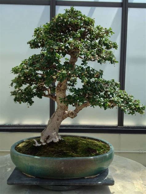 How Big Do Bonsai Trees Get Understanding The Size Factors