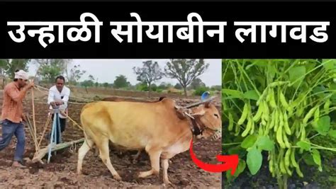 Unhali Soybean Lagwad उन्हाळी सोयाबीन लागवड A To Z माहिती