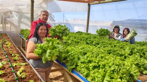 Inauguran Inédito Centro Hidropónico A Orillas Del Mar En Caleta