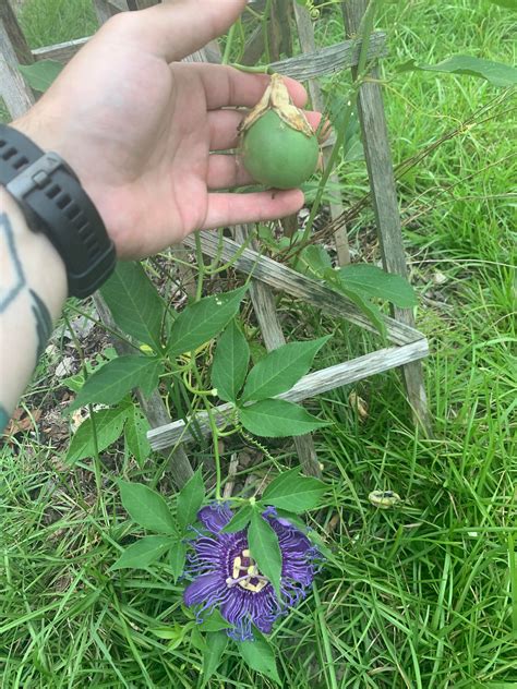 Starting Passion Flower From Seed At David Knapp Blog