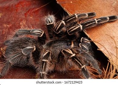 Striped Knee Tarantula Royalty Free Images Stock Photos Pictures