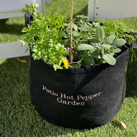 Patio Hot Pepper Gardens For Sale