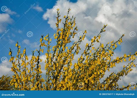 Common Broom Or Scotch Broom Cytisus Scoparius Stock Image Image Of