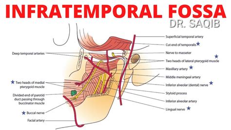 Infratemporal Fossa Boundaries