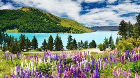 Landscape With Mountain Lake And Flowers Wallpapers Wallpaper Cave