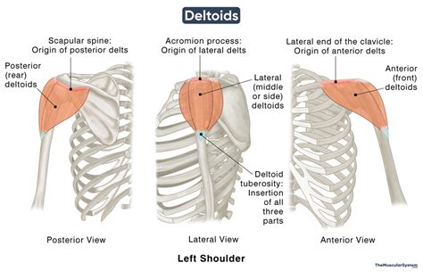 Deltoid Muscle Parts Origin Insertion Action And Innervation