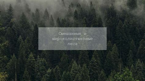 Смешанные и широколиственные леса - презентация онлайн