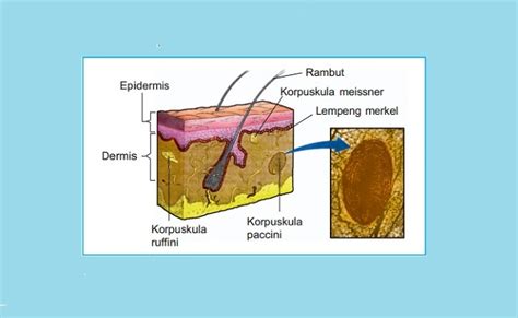 Indra Peraba Bagian Fungsi Dan Macam Macam Gangguan Pada Kulit