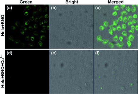 Fluorescence Images A And D Bright Field Transmission Images B And