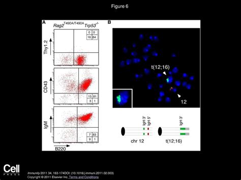 Coupling Of V D J Recombination To The Cell Cycle Suppresses Genomic