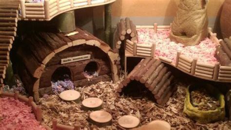 25 Amazing Hamster Habitat Ideas For A Happy Hamster