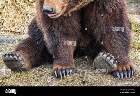 Grizzly Bear Paw Size