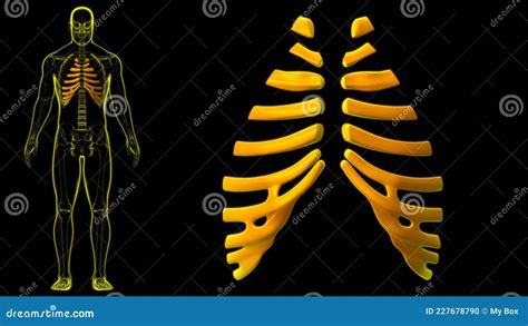 Human Skeleton Anatomy Costal Cartilage 3D Rendering Stock Illustration - Illustration of ...