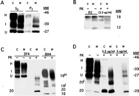 Characterization Of Prp M Aggregation And Pk Resistance A Total Cell