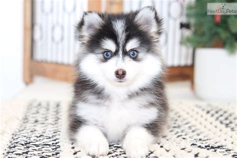 Nakita Pomsky Puppy For Sale Near Ft Myers Sw Florida Florida