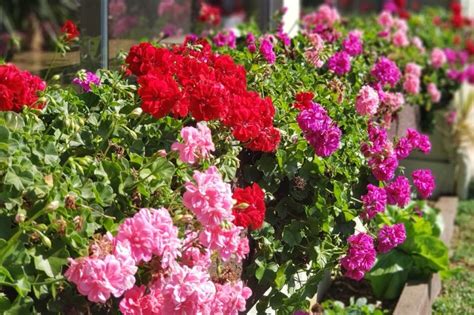 Comment avoir de beaux géraniums pélargoniums et les faire fleurir en